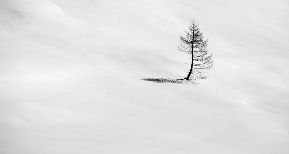 Grüner Baum auf schneebedecktem Boden