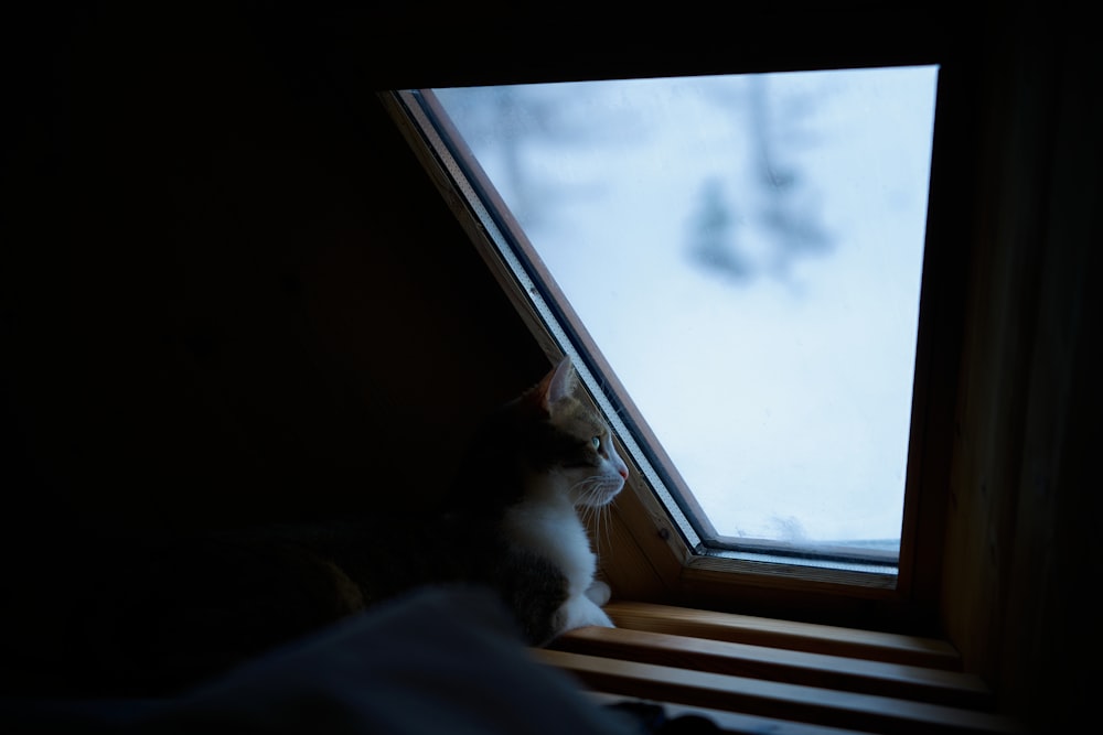 white and brown cat looking out the window