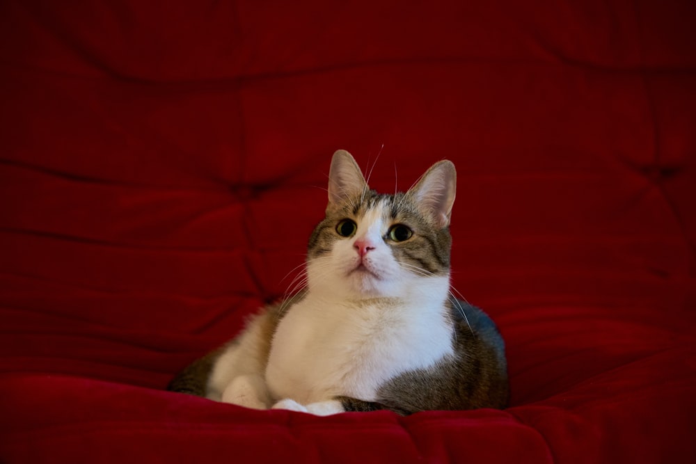 white and brown cat on red textile