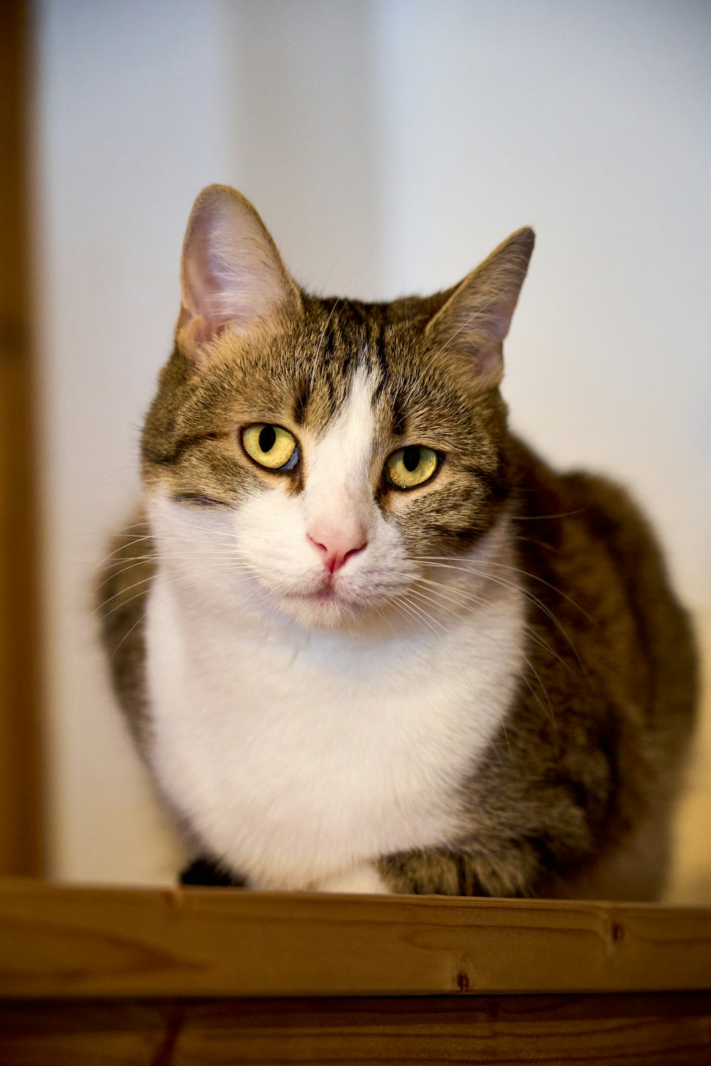 brown and white tabby cat