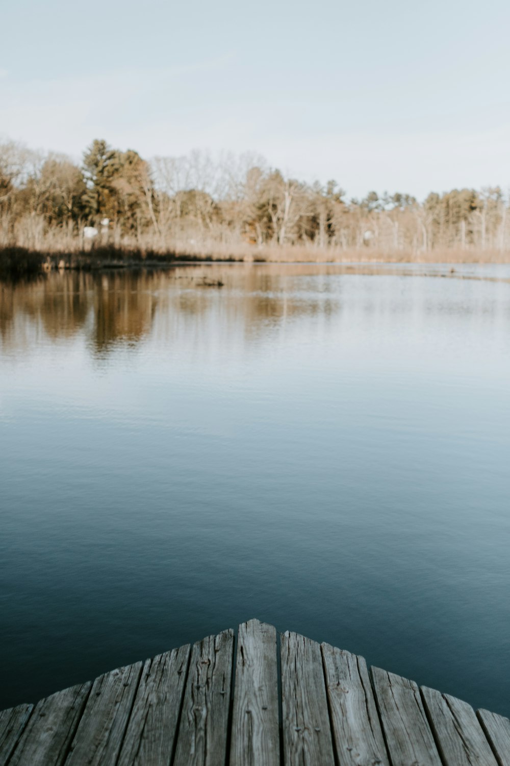 brown trees beside body of water during daytime