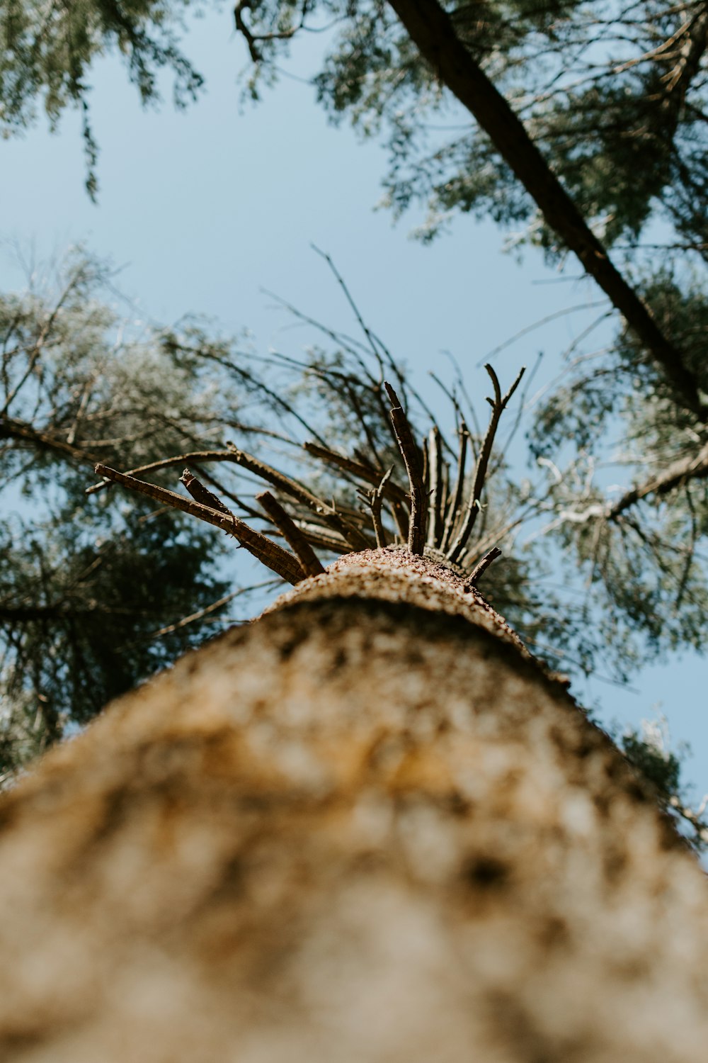 brown tree trunk under blue sky during daytime