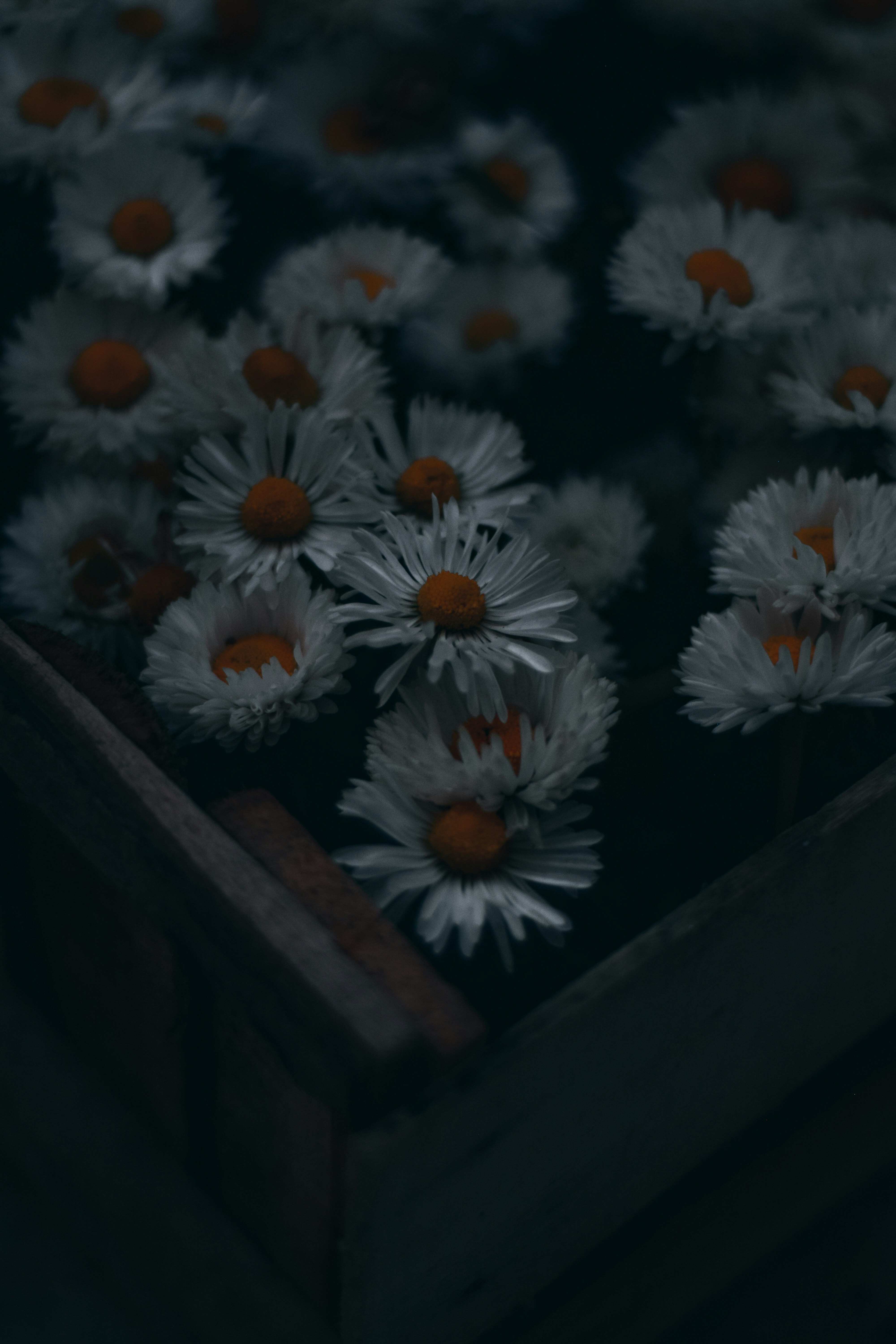 白と黄色のデイジーの花の写真 Unsplashで見つけるヒナギクの無料写真