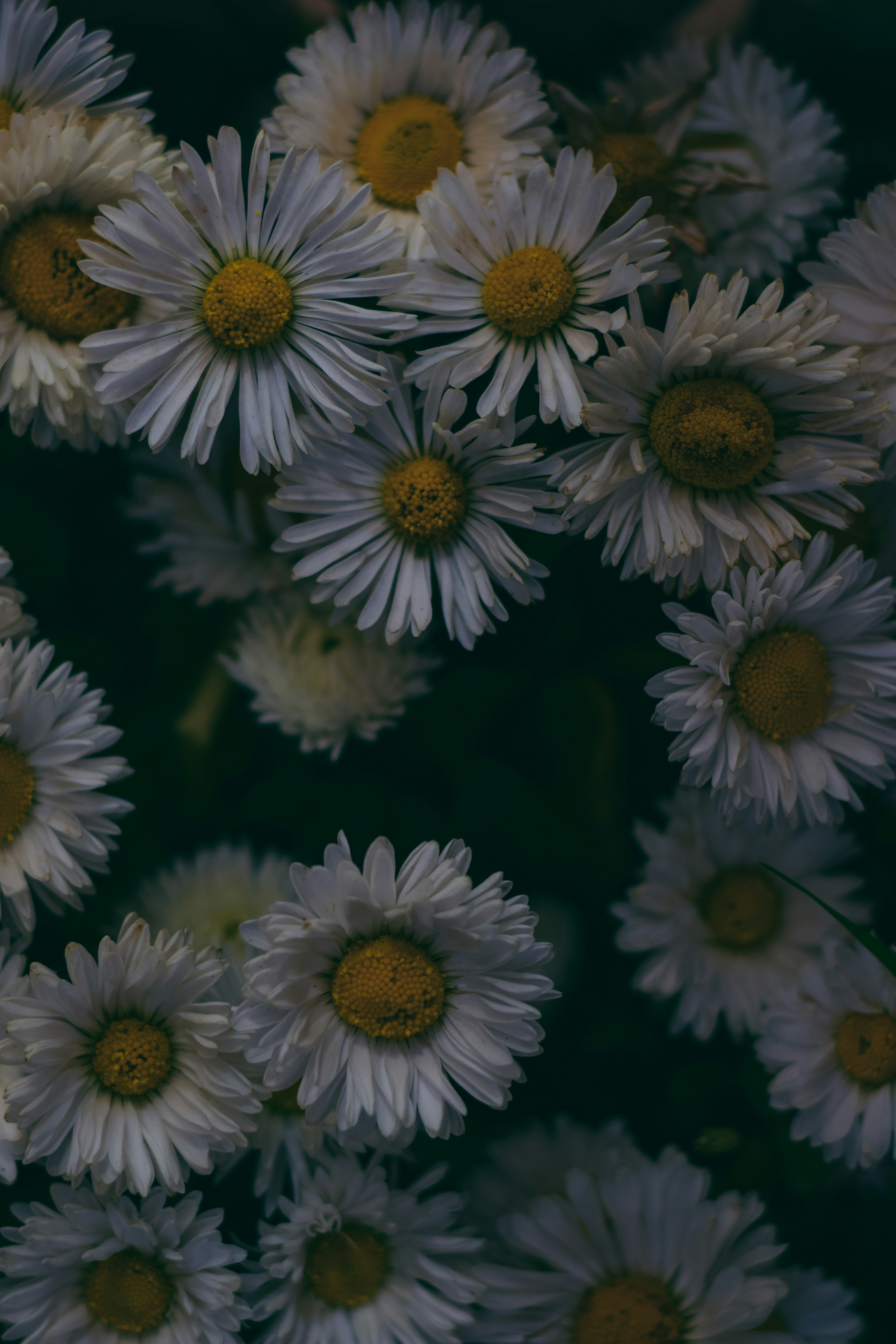 white and yellow flowers in close up photography