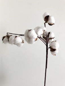 white moth orchids in bloom