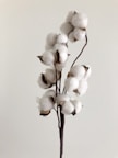 white moth orchids in bloom