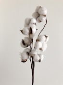 white moth orchids in bloom