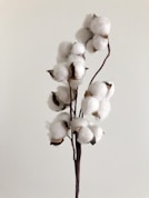 white moth orchids in bloom