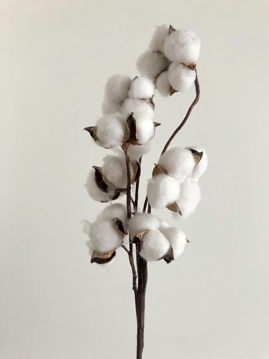 Une branche de coton avec ses capsules ouvertes