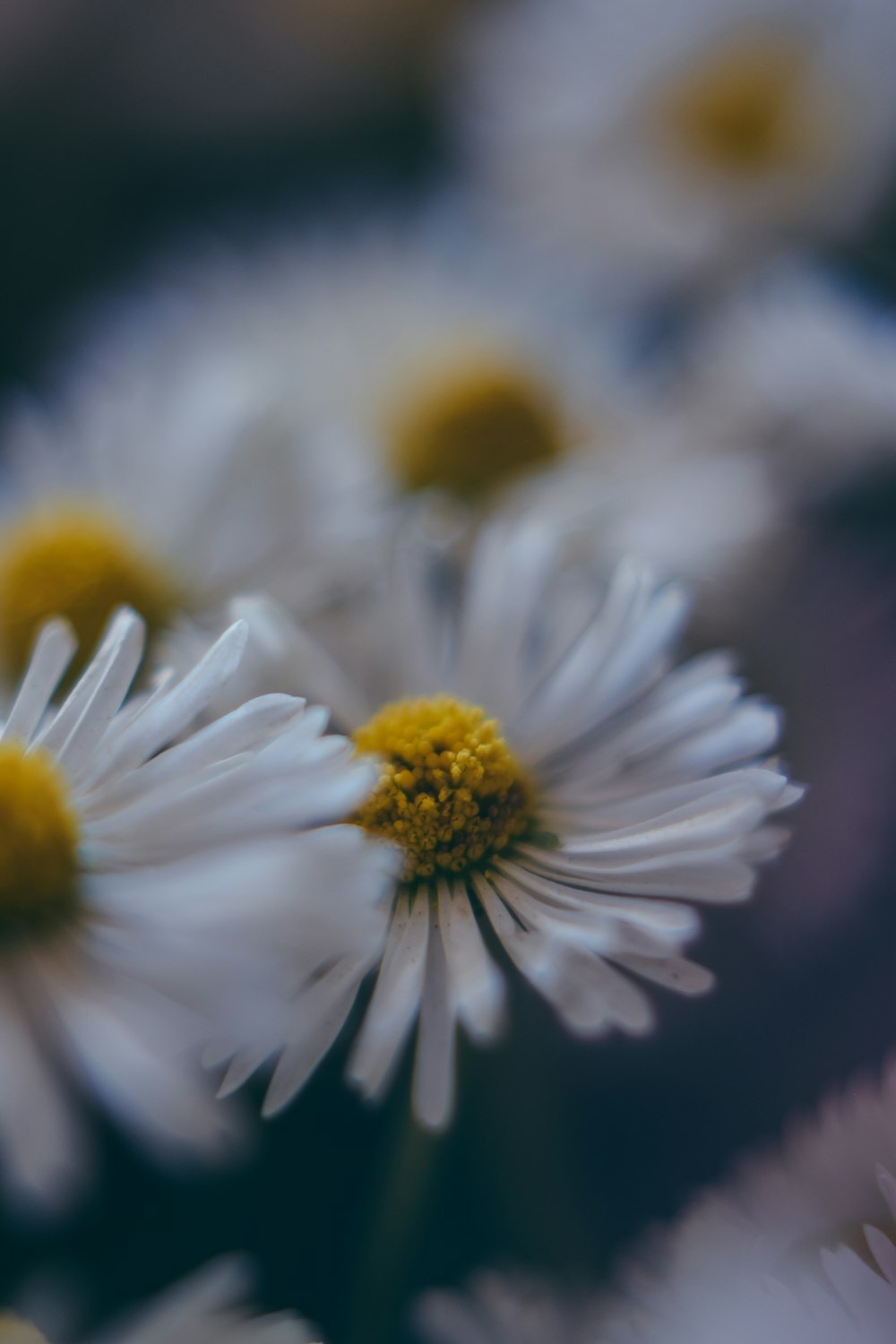 white and yellow flower in tilt shift lens