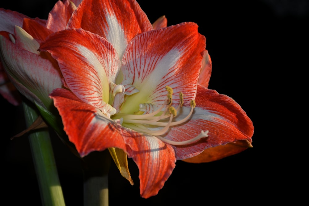 rote und weiße Blume in Nahaufnahmen