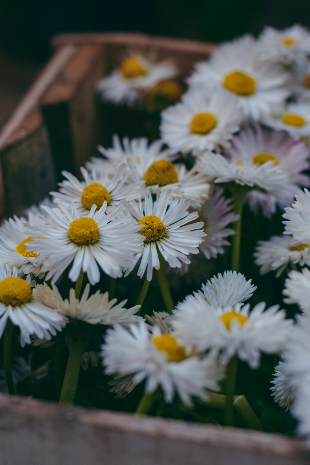 white and yellow flowers during daytime