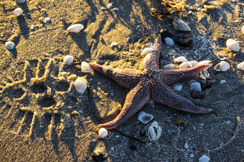 brown starfish on gray sand