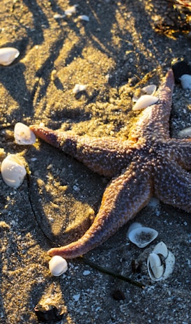 brown starfish on gray sand