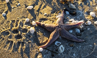 brown starfish on gray sand