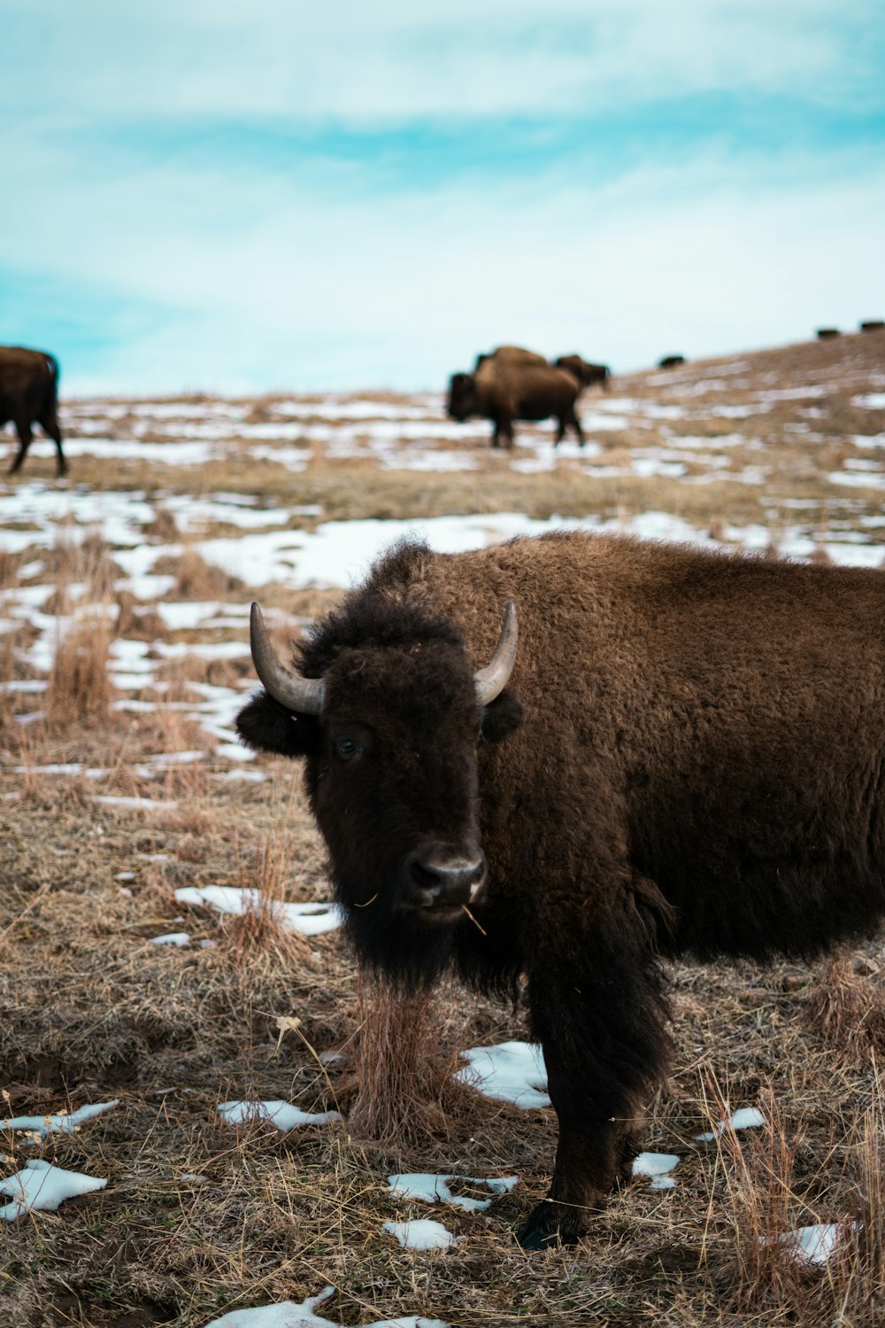 brown bison on brown grass field during daytime photo – Free United states  Image on Unsplash