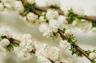 A natural branch adorned with delicate preserved blooms.