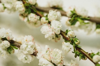 A natural branch adorned with delicate preserved blooms.