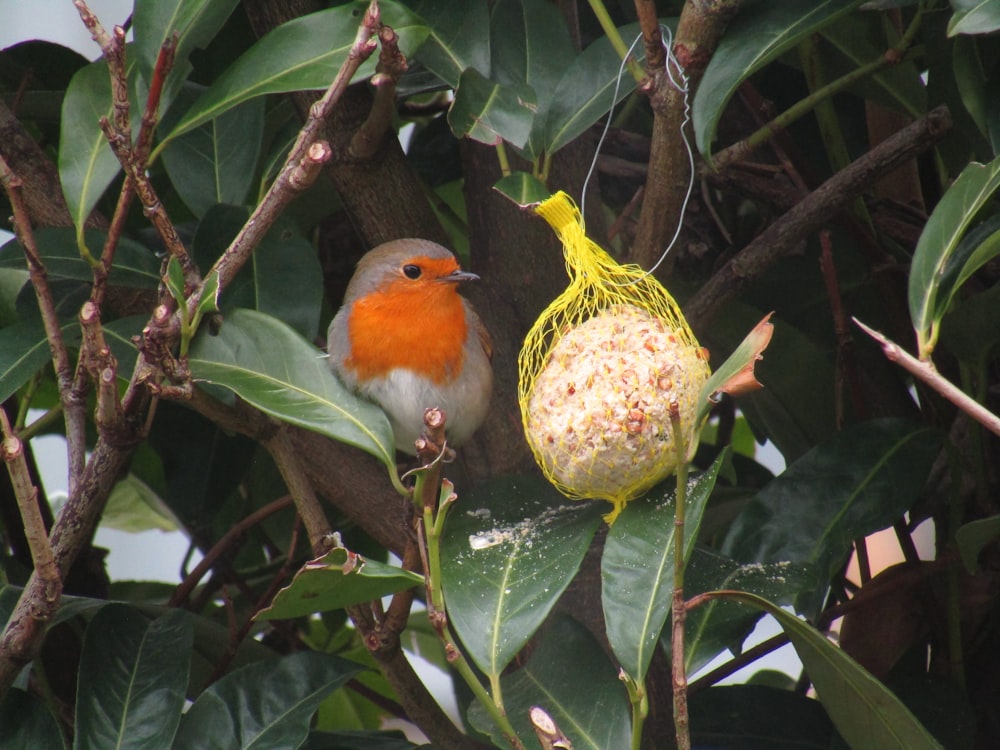 oiseau jaune et orange sur branche d’arbre vert