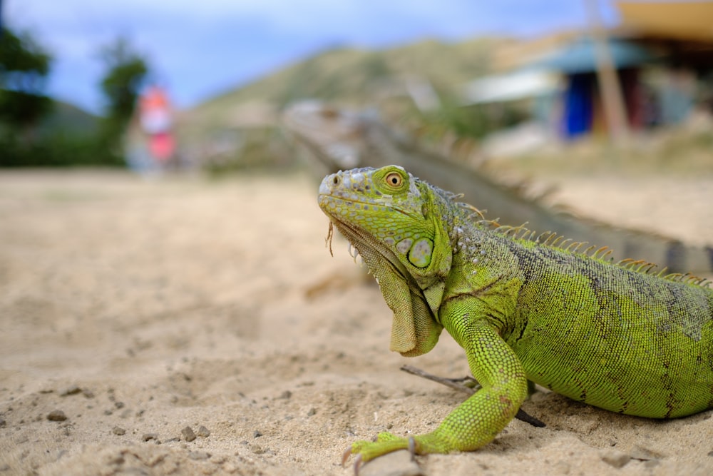 Iguana verde y negra sobre arena marrón durante el día