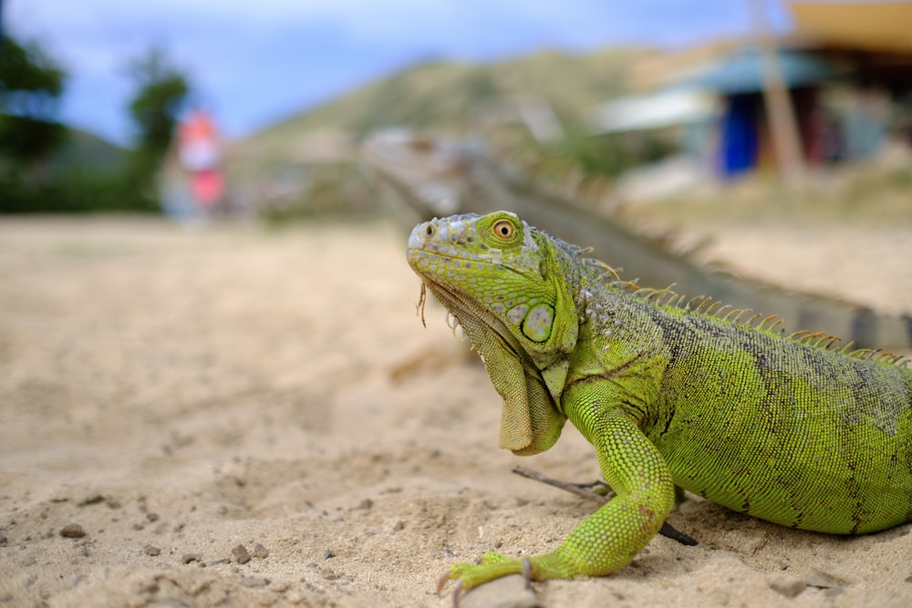 iguane vert et noir sur sable brun pendant la journée