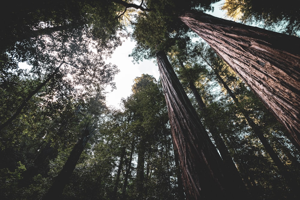 low angle photography of green trees during daytime