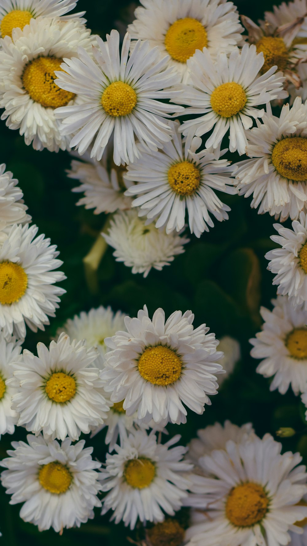 white and yellow daisy flowers