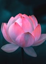 pink lotus flower in bloom