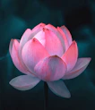 pink lotus flower in bloom