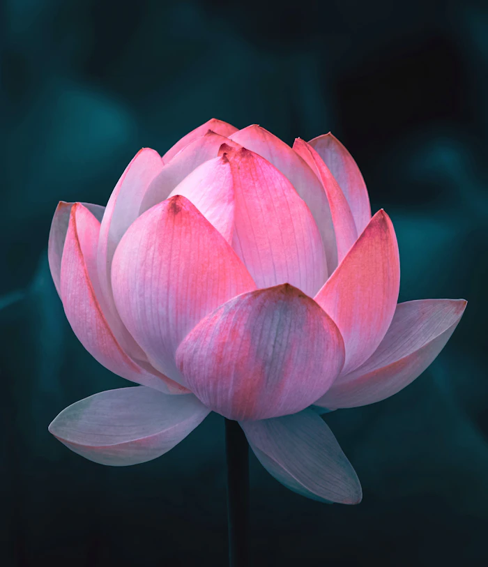 Close-up of a blooming pink lotus flower