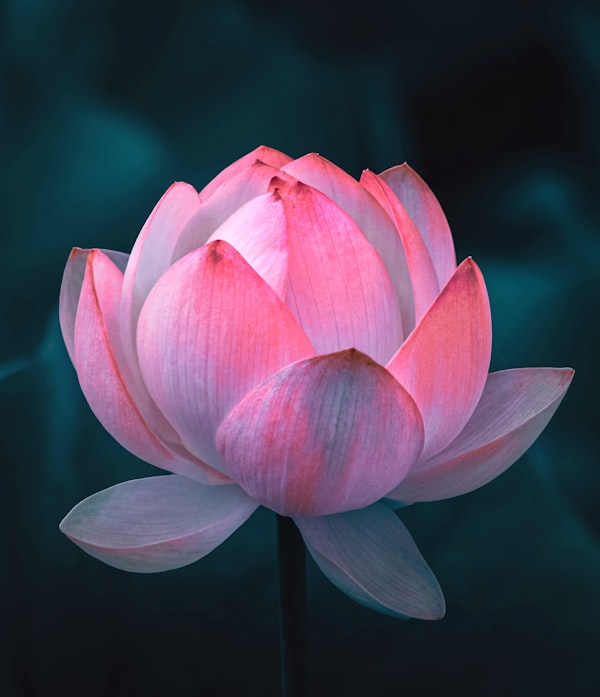 Sacral Chakra