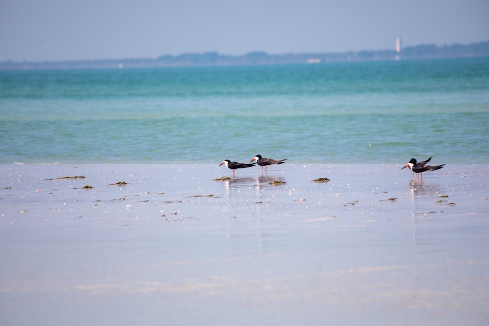 two black and white birds on beach during daytime