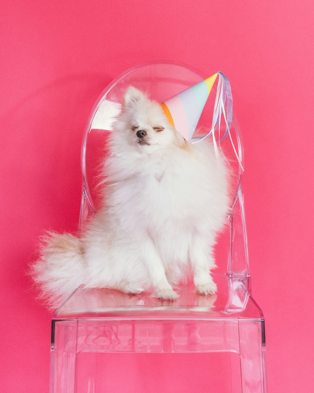 white pomeranian puppy in pink basket