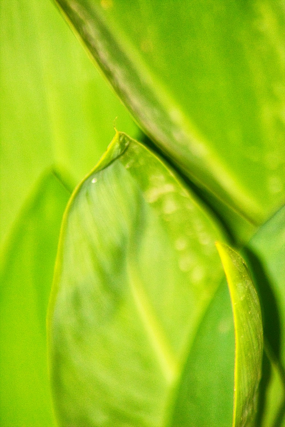 macro photography of green leaf