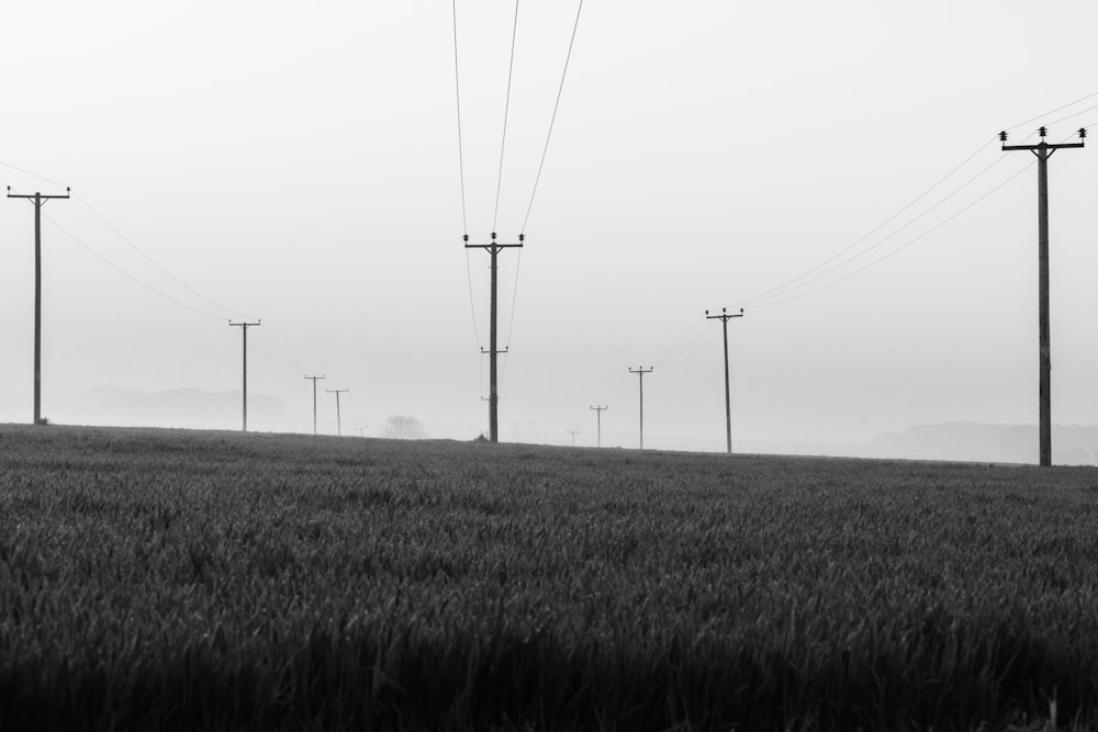 grayscale photo of electric posts