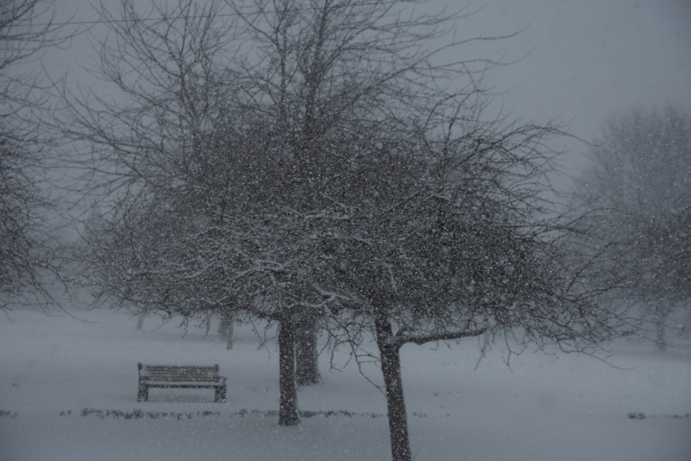 bare tree on snow covered ground during daytime