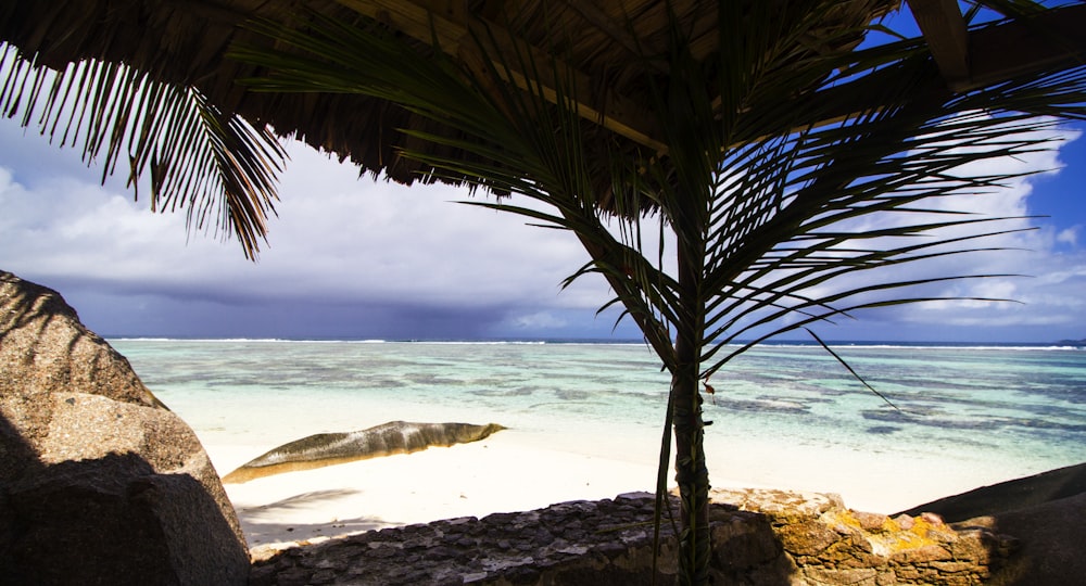 palm tree near body of water during daytime