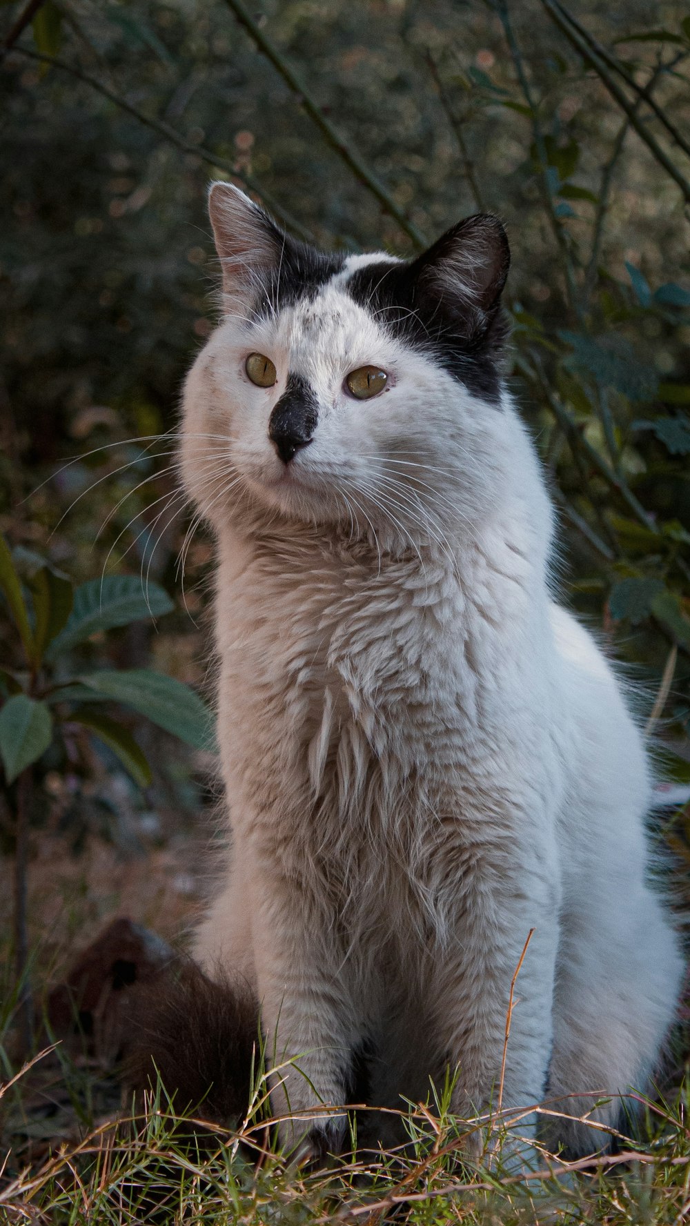 white and black cat on brown rock