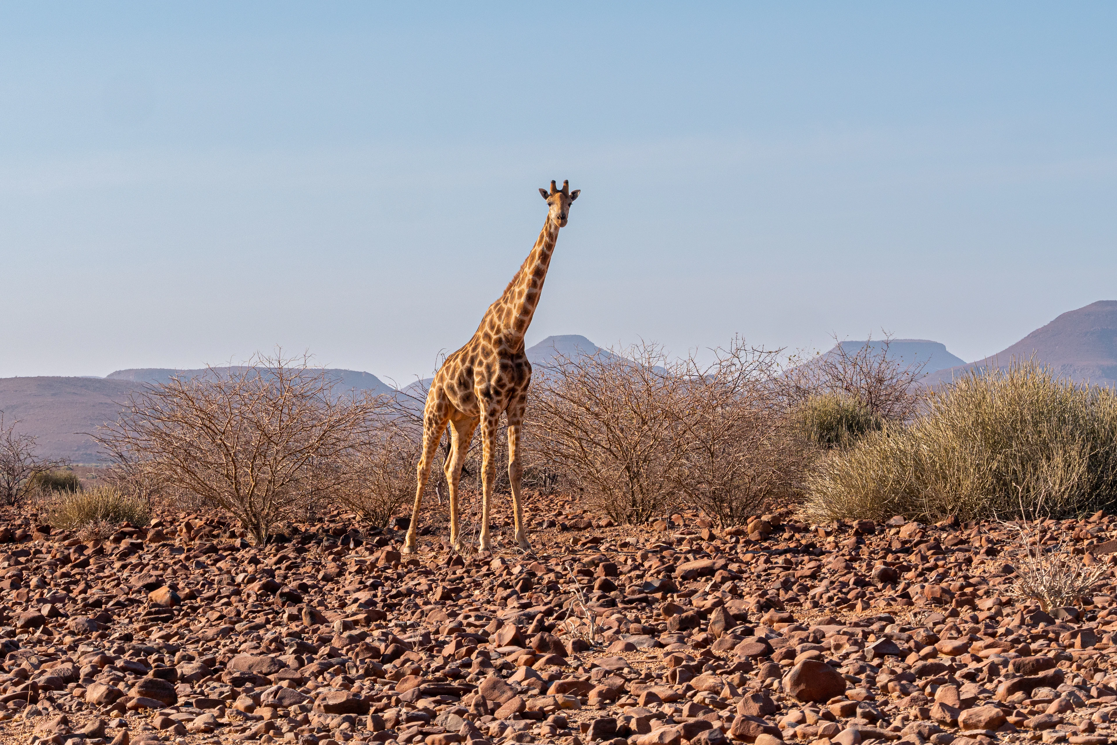 A giraffe among rocks and scrub in the arid landscape of Damaraland, Namibia