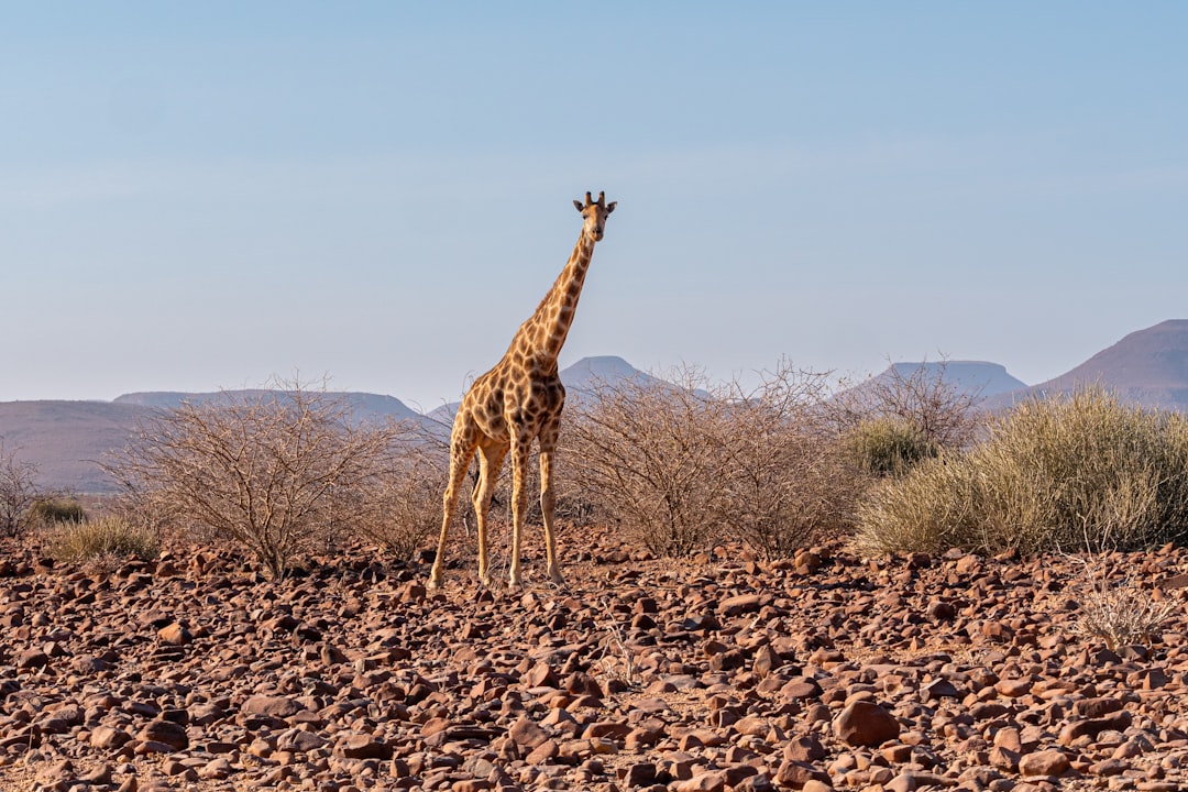 giraffe standing on brown field during daytime