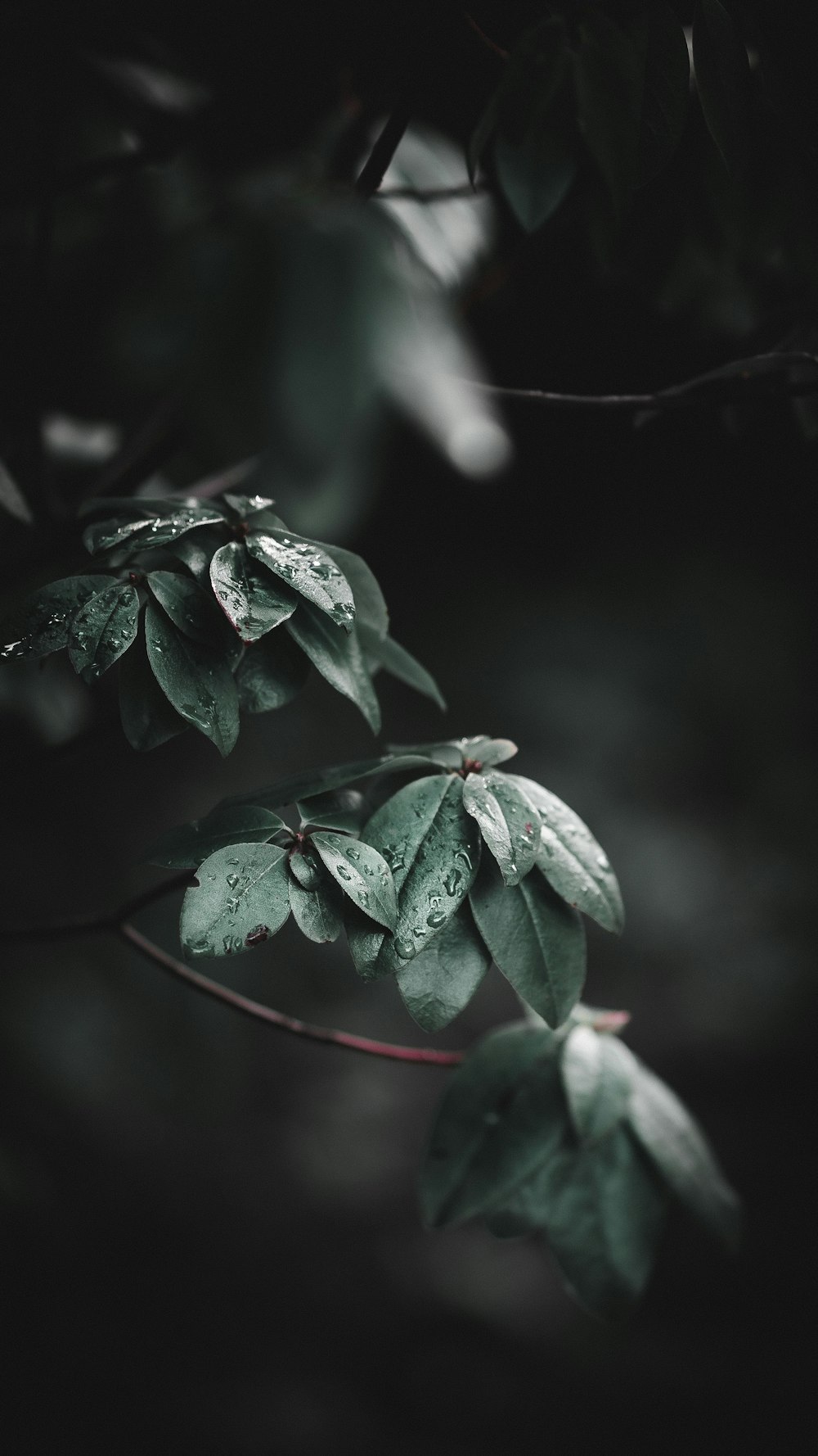 folhas verdes com gotículas de água