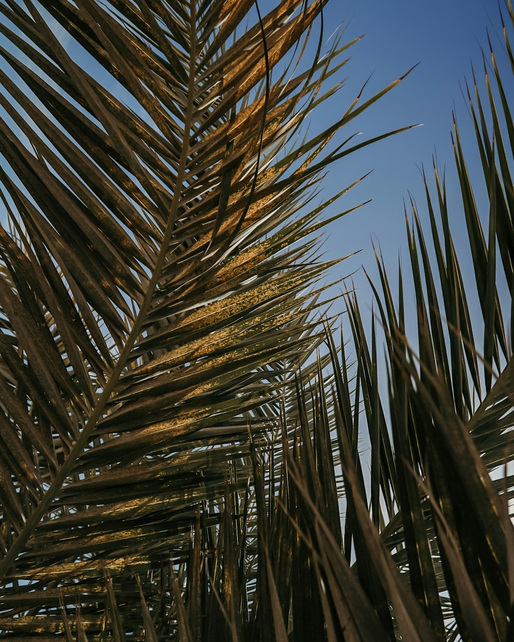 green palm tree under blue sky during daytime