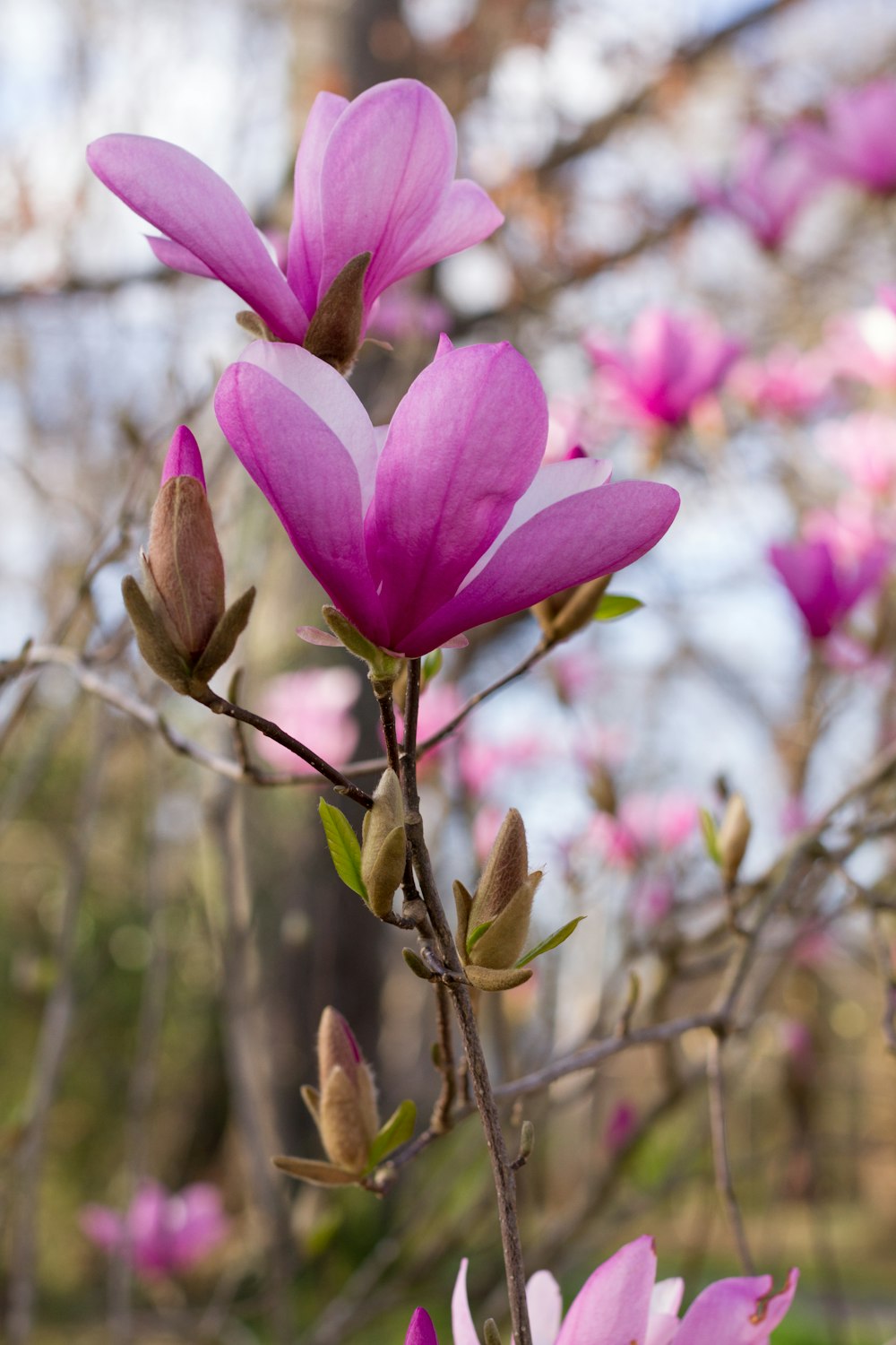 pink flower in tilt shift lens