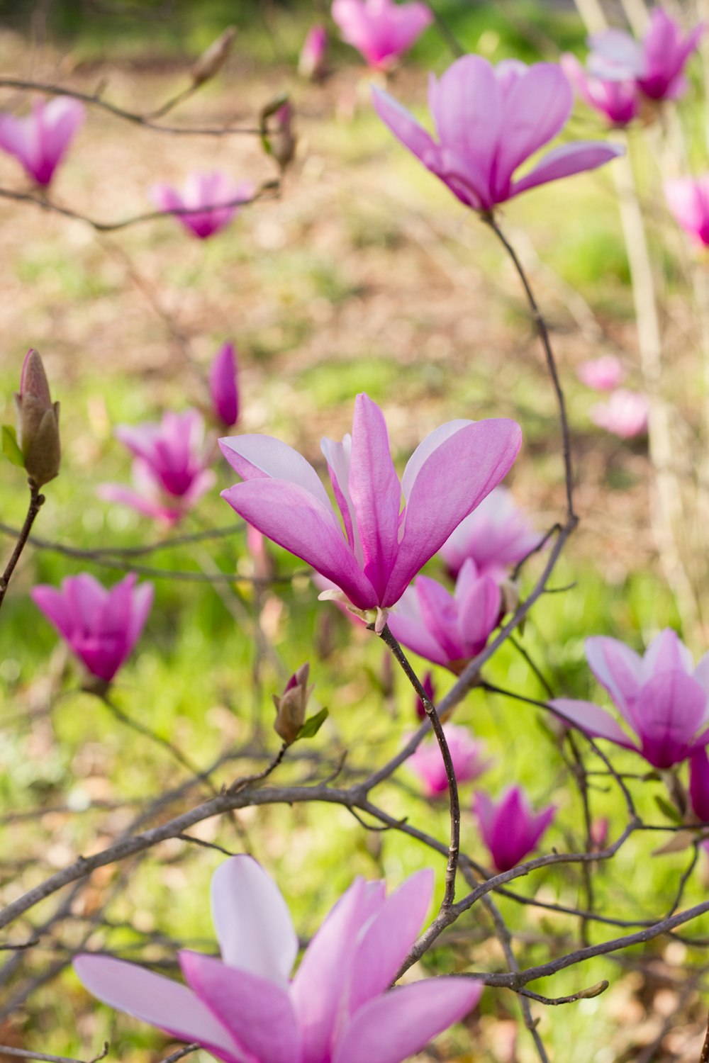 purple flower in tilt shift lens