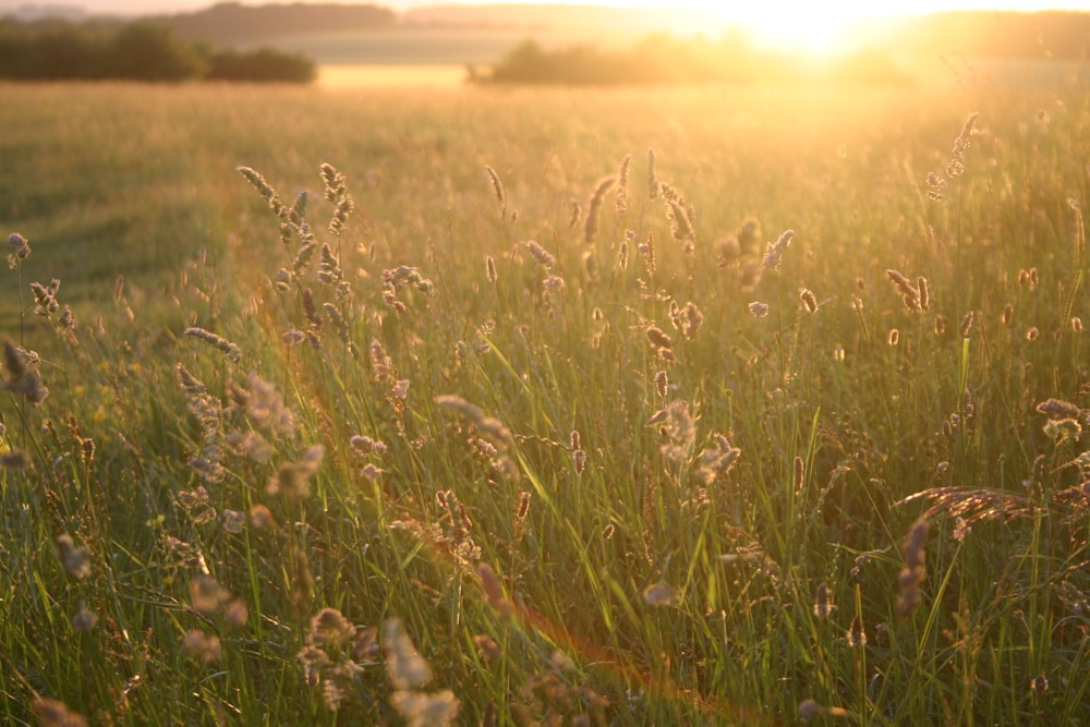 green grass field during daytime