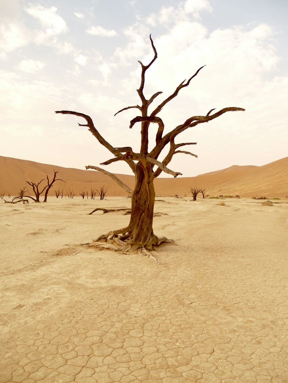 albero senza foglie sul deserto durante il giorno