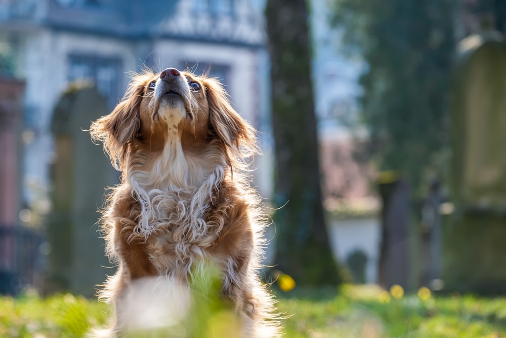 brown and white long coated dog on green grass field during daytime