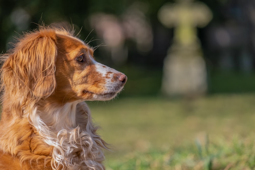 brown and white long coated small dog on green grass during daytime