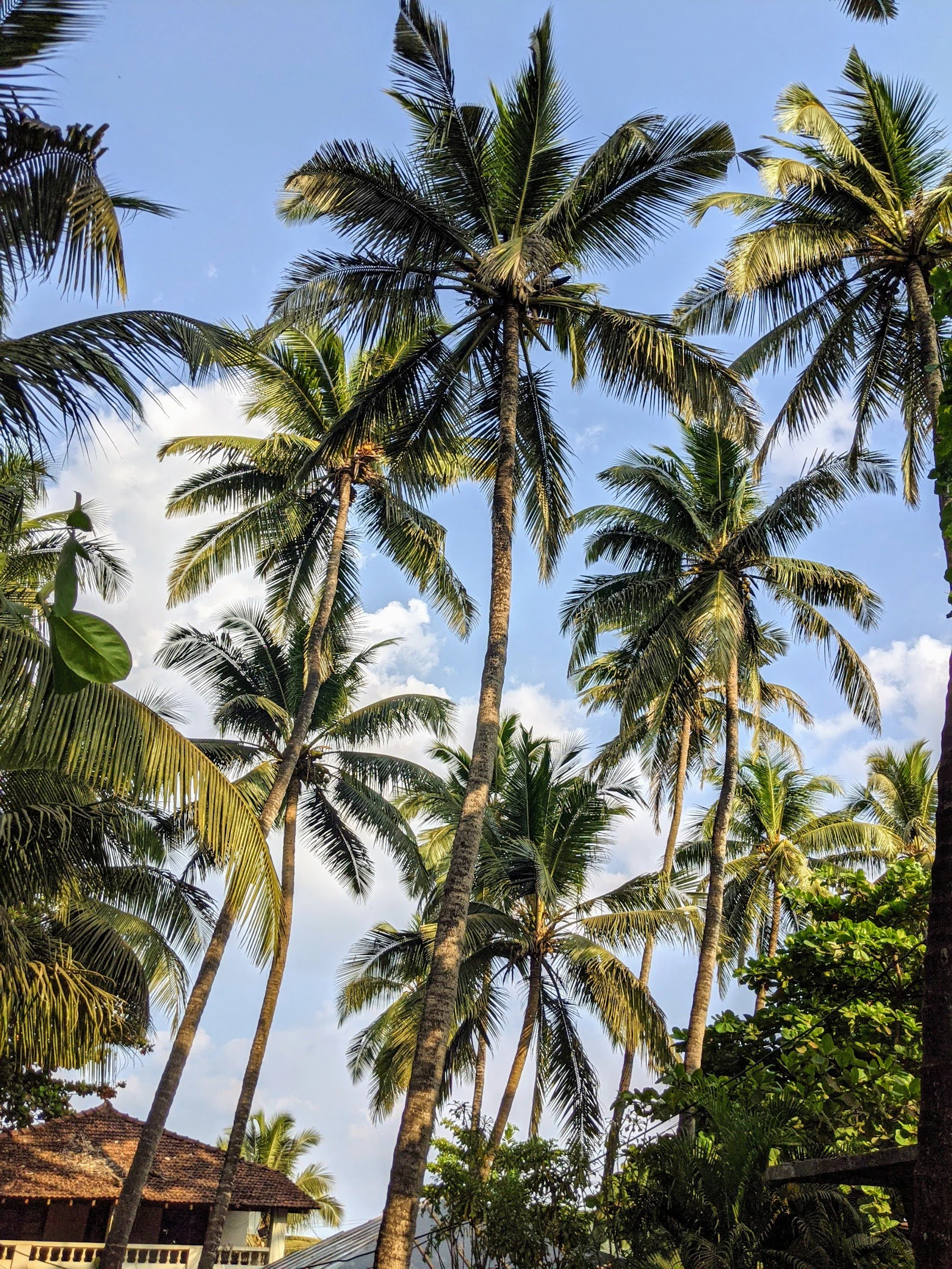 Coconut palms against a blue Goan sky