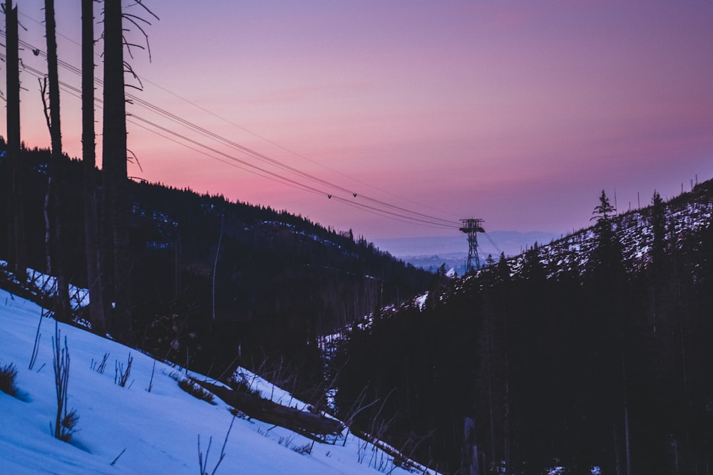 snow covered trees during sunset